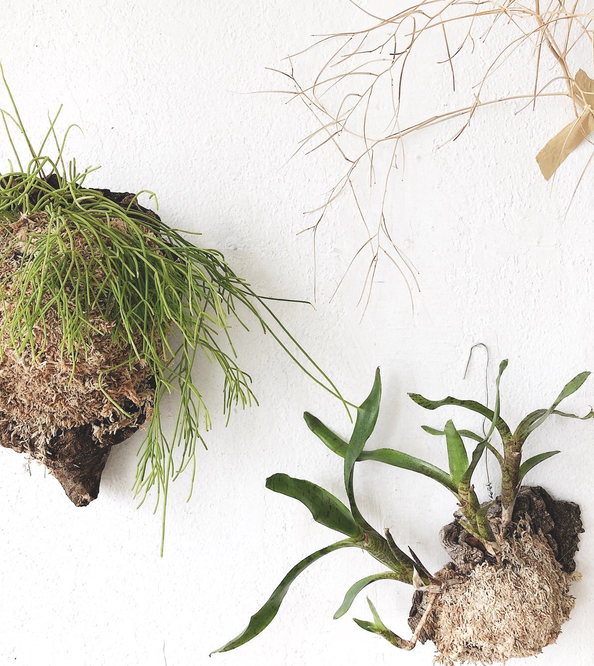 Cork Mounted Epiphytic Plant