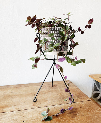 Tradescantia Potted in Ceramic