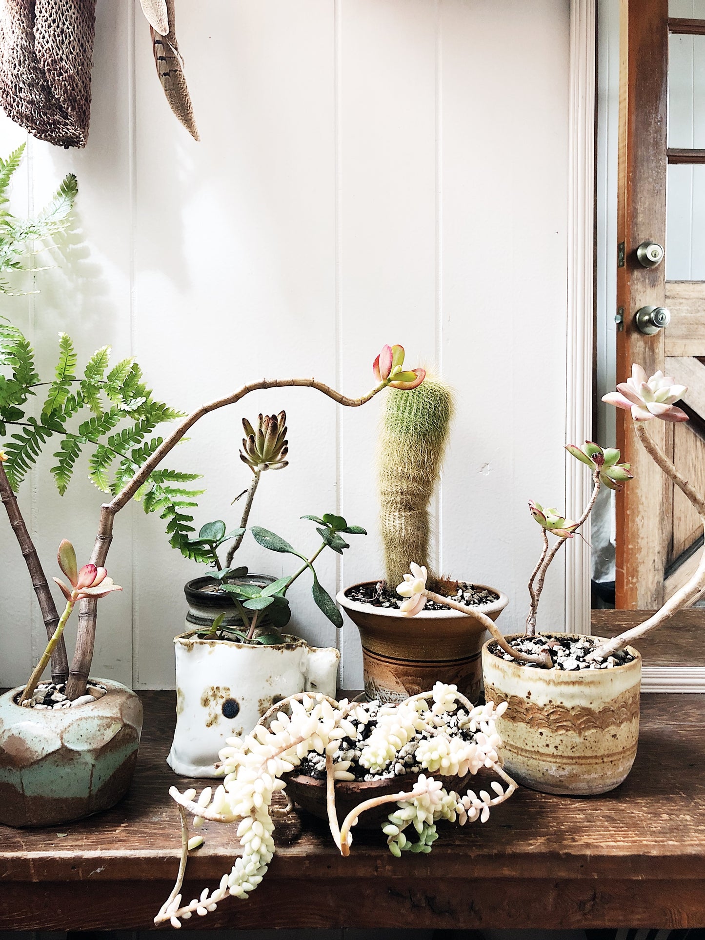 Succulent in Vintage Pottery