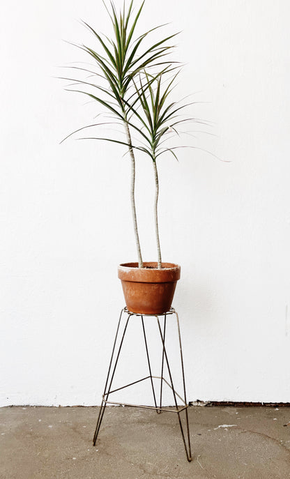 Mid Century Plant Stand