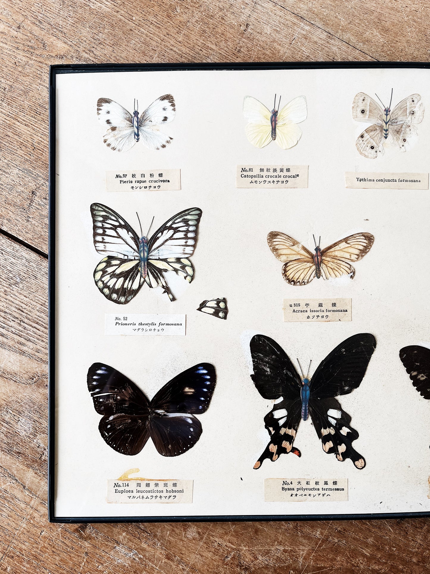Vintage Specimen Chart