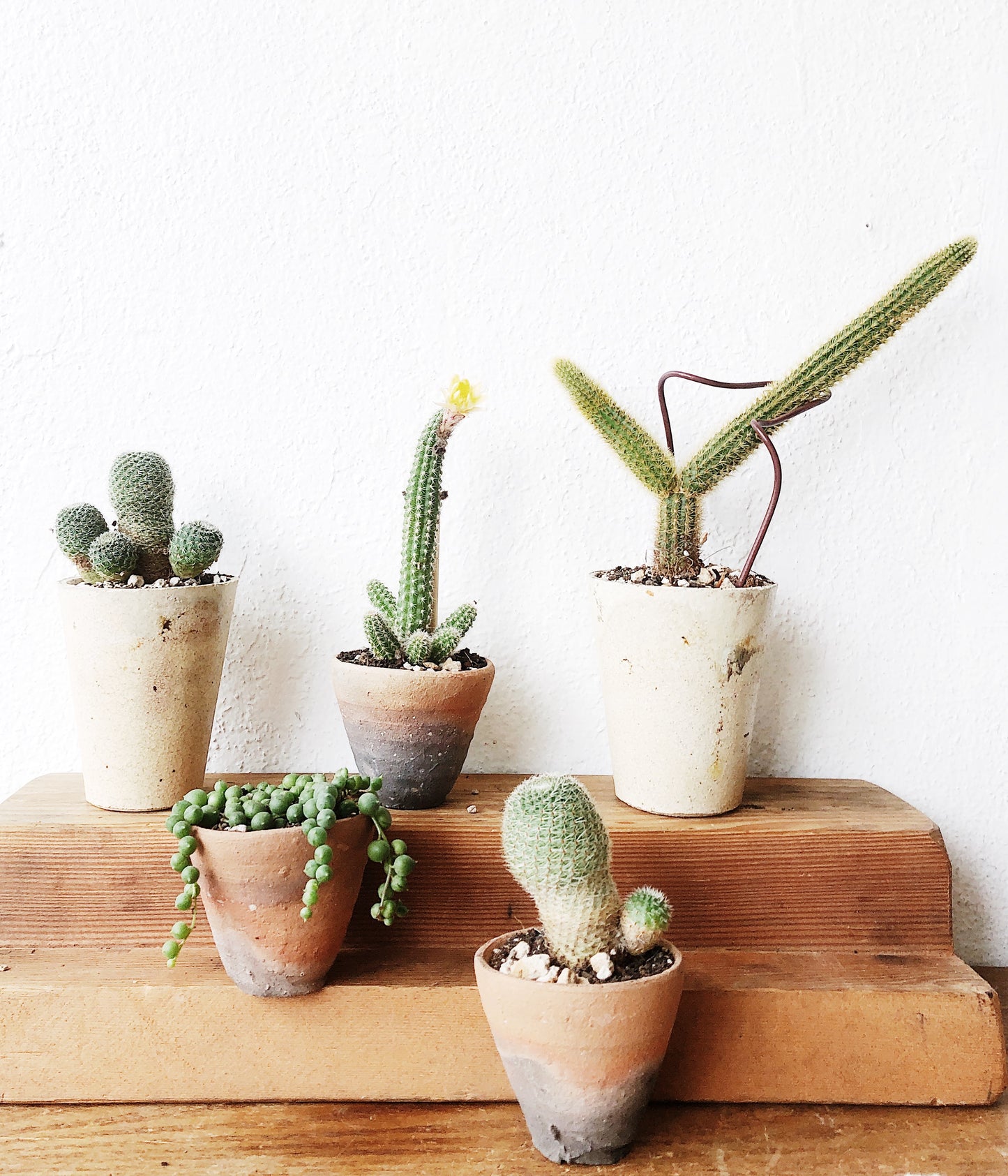 Mini Cactus or Succulent Pot