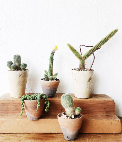 Mini Cactus or Succulent Pot