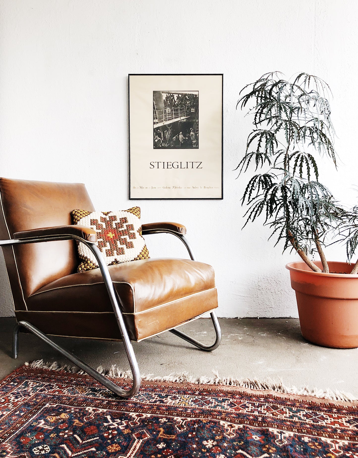Mature Schefflera Elegantissima Floor Plant