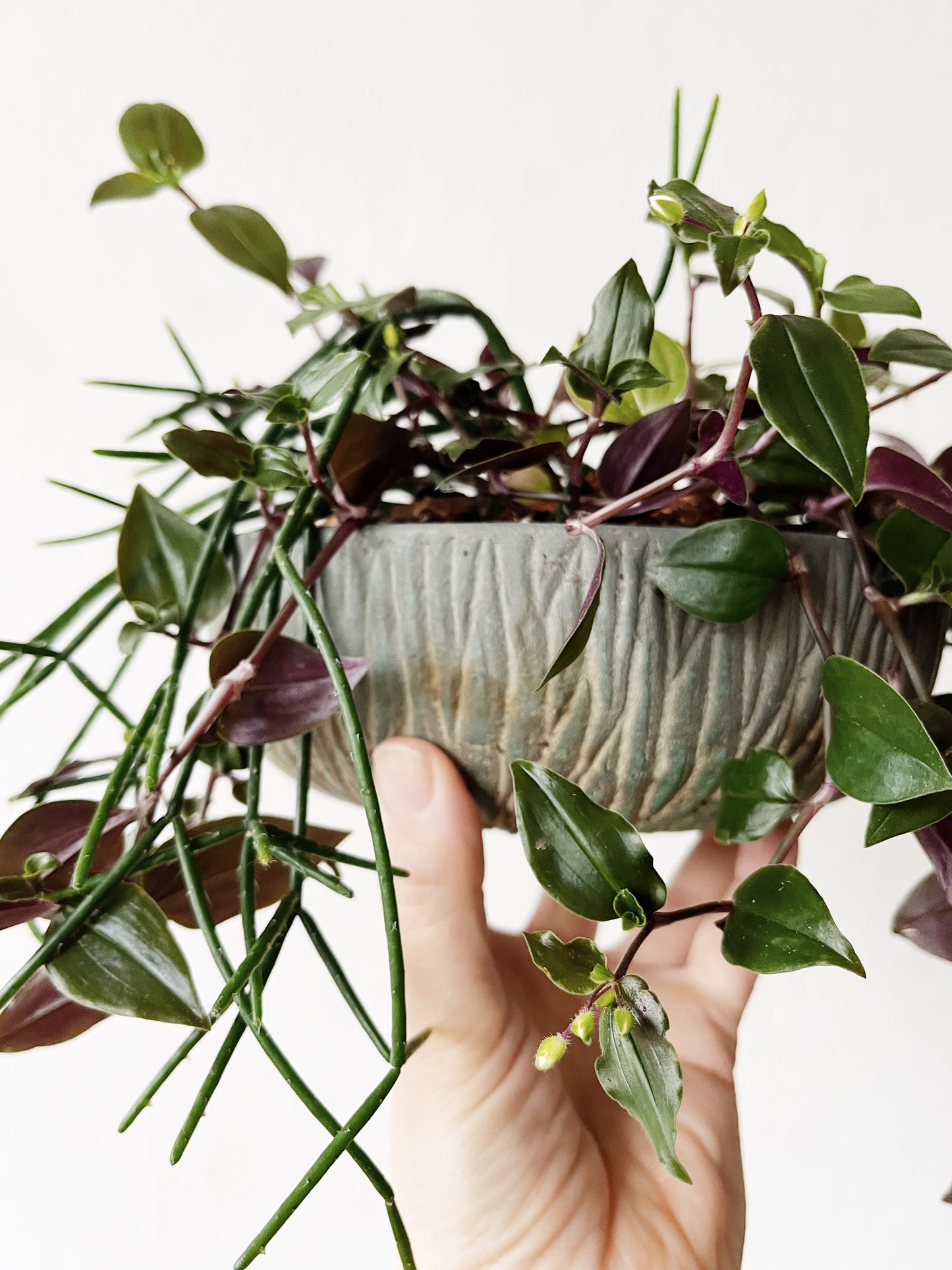 Potted Rhipsalis Garden