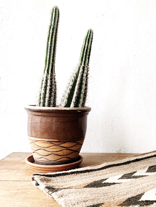 Large Potted Double Cactus
