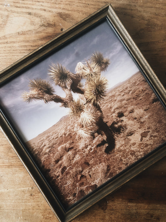 Vintage Cactus Film Photo