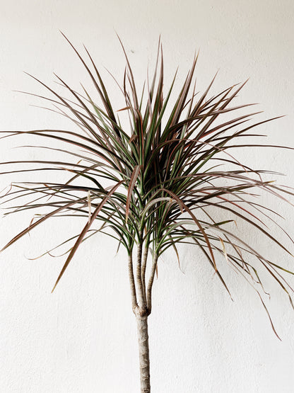 Dracaena Marginata in Vintage Ceramic Tray Pot