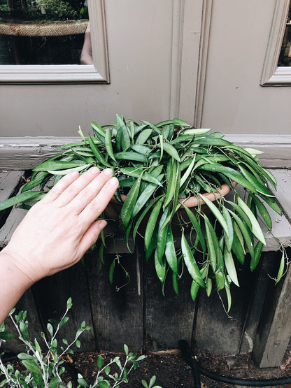 Large Hoya Kentiana in Terracotta Hanging Planter