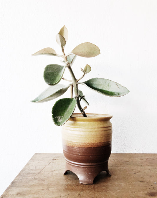 Large Kalanchoe Plant Potted in Vintage