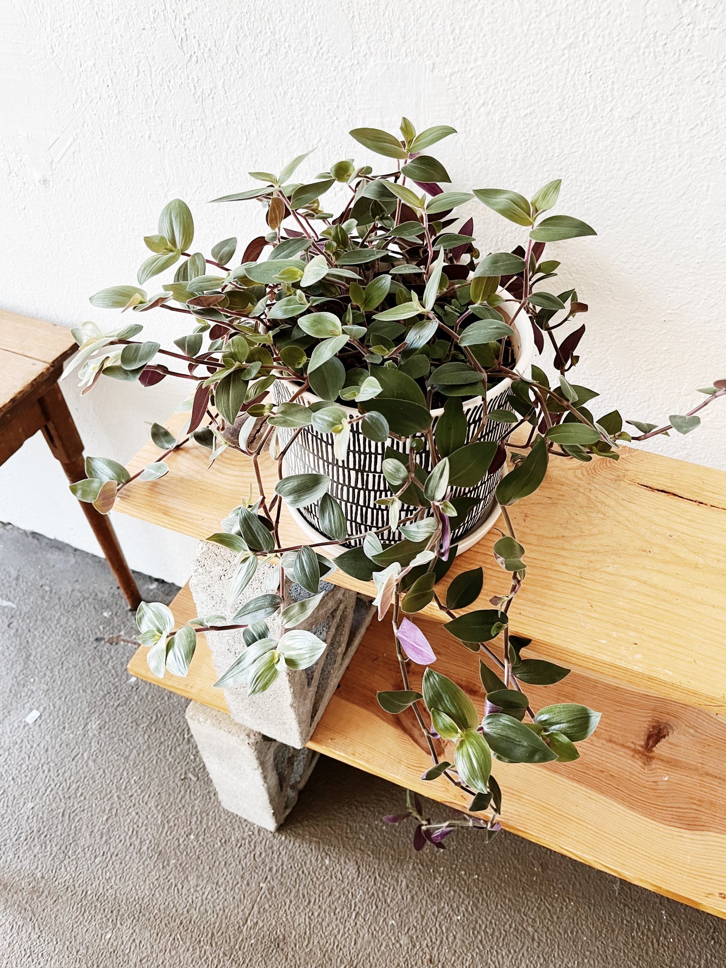 Tradescantia Potted in Ceramic