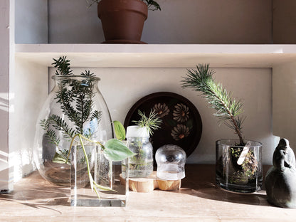 Modern Glass Propagation Vase