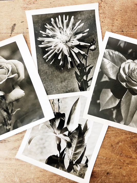 Vintage Original Botanical Photograph