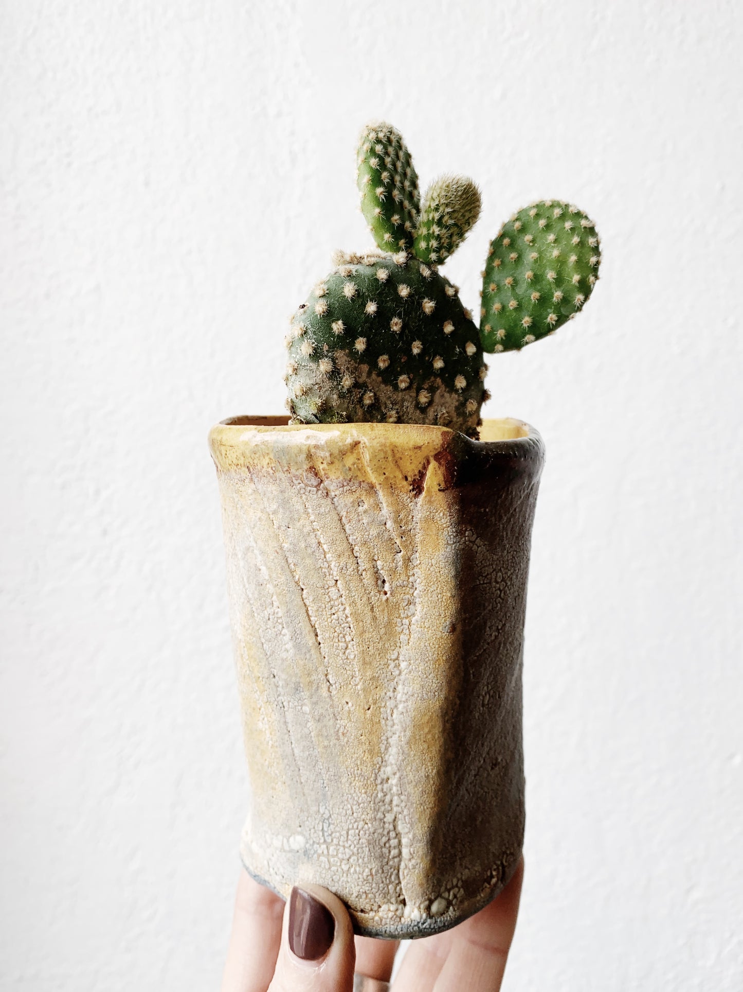 Potted Cactus or Succulent