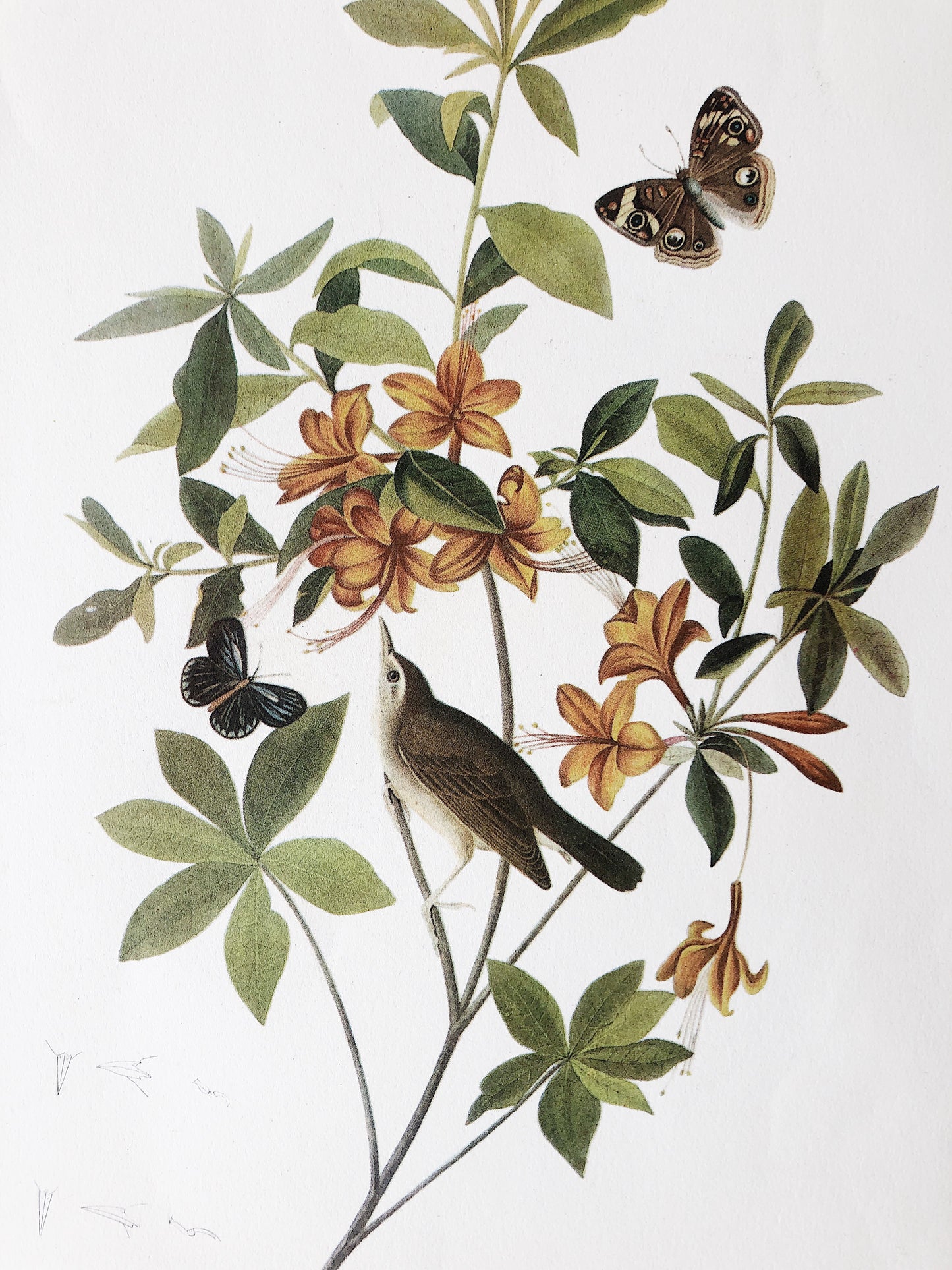 Pair of Audubon Prints