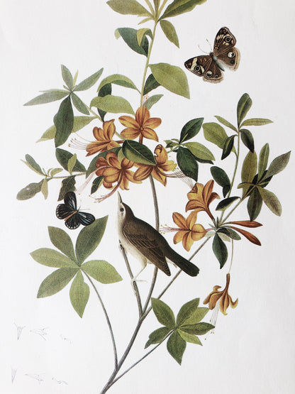 Pair of Audubon Prints