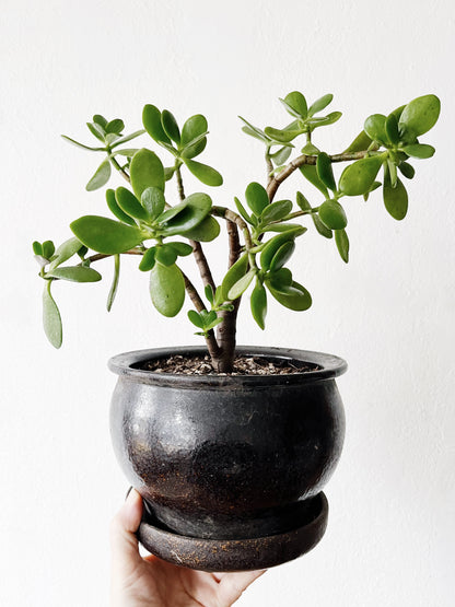 Potted Jade Plant