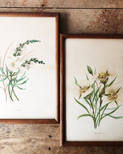 Antique Hand Colored Botanical Plates