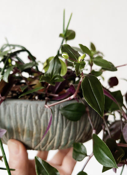 Potted Rhipsalis Garden