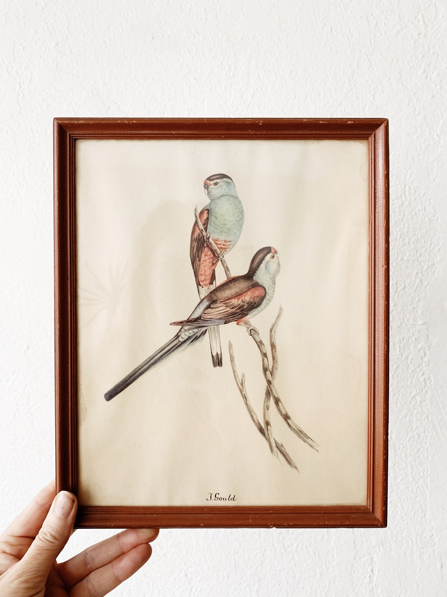 Antique J. Gould Hand Tint Framed Lithos