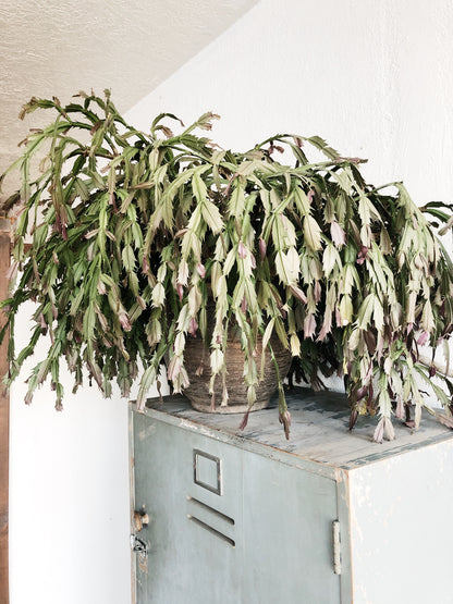 Forty Year Old Thanksgiving Cactus