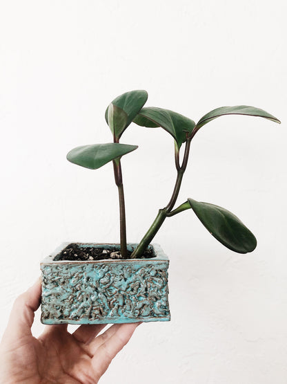 Pepperomia in Mid Century Planter