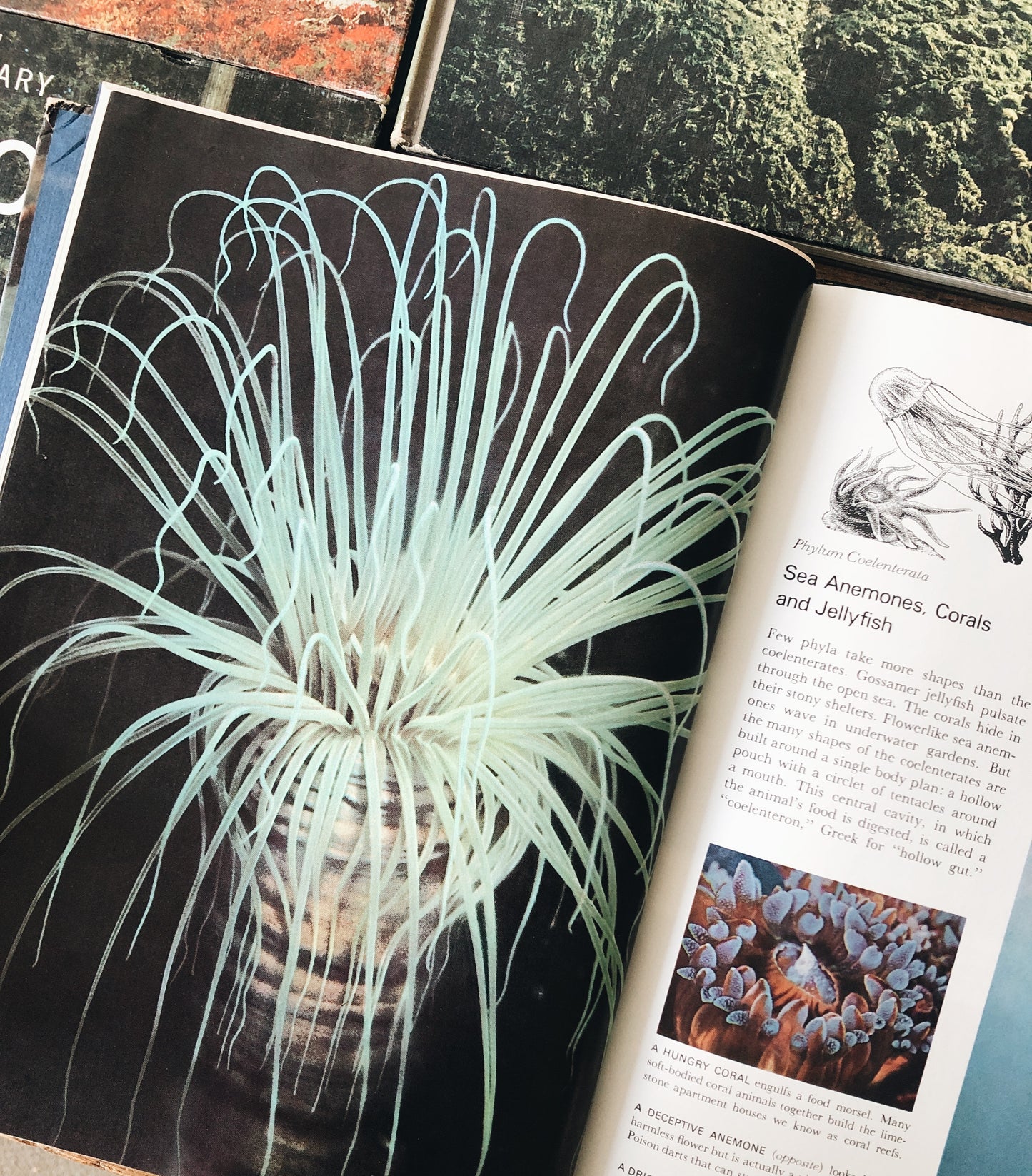 Vintage Natural History Book Collection