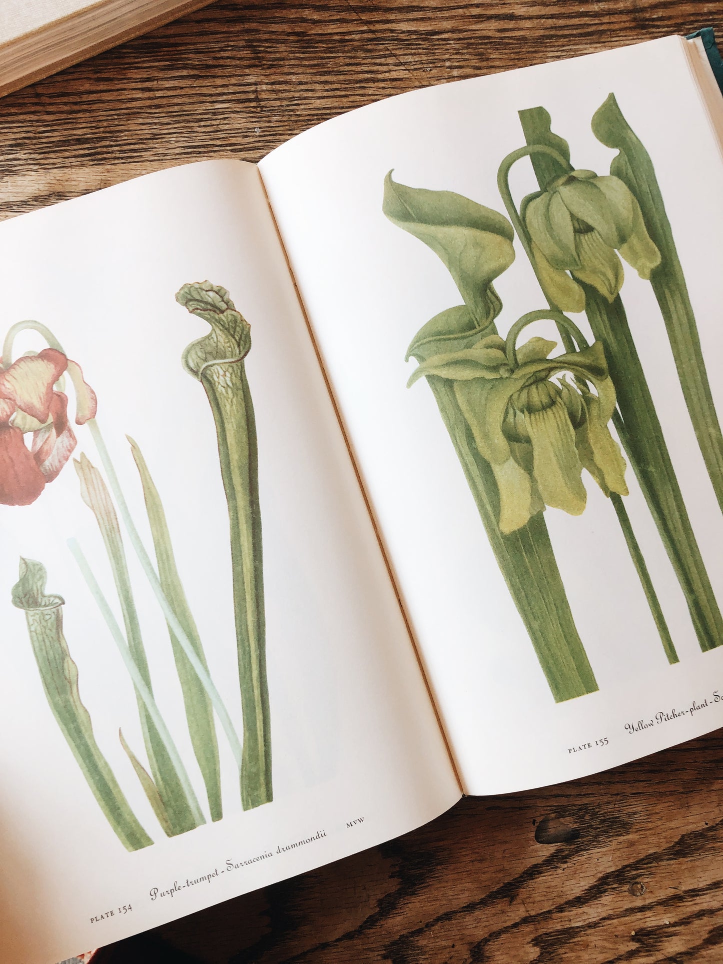Vintage Wildflowers of America Book