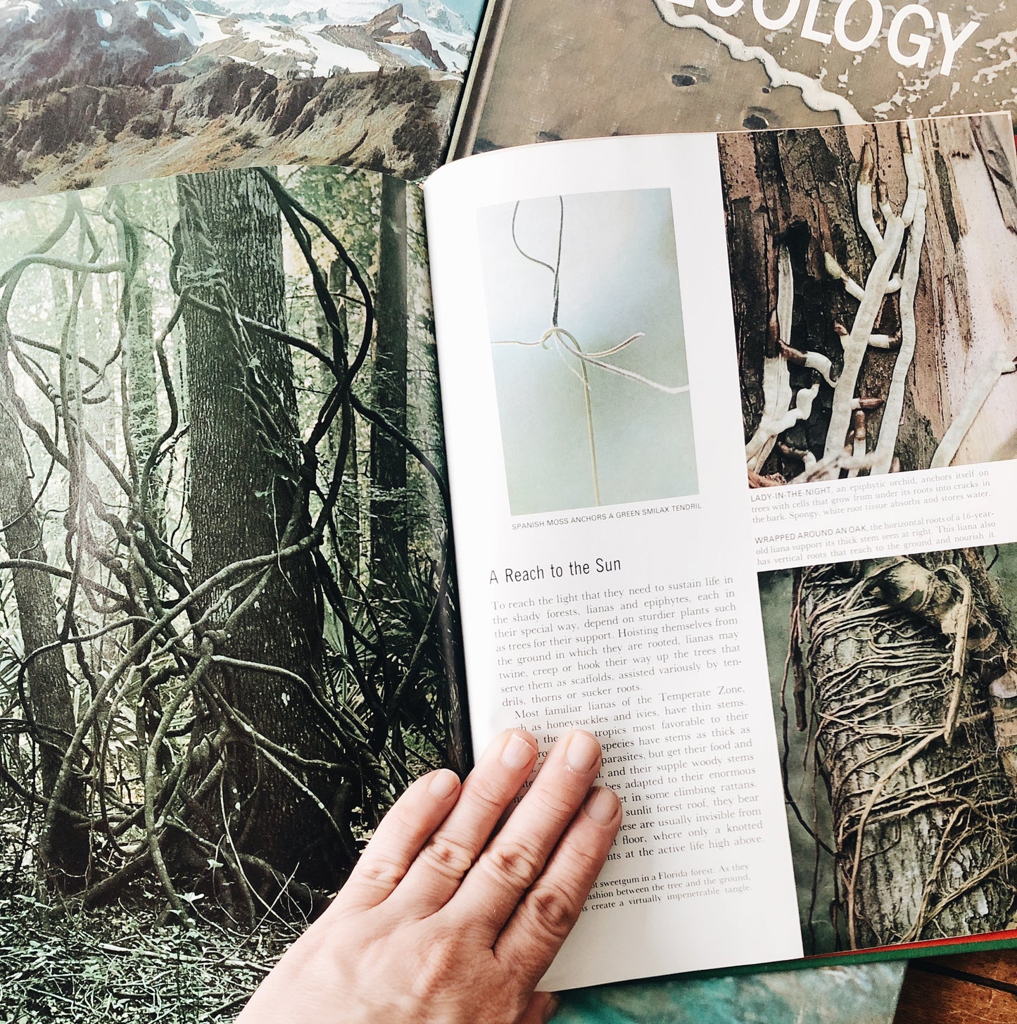 Vintage Natural History Book Collection