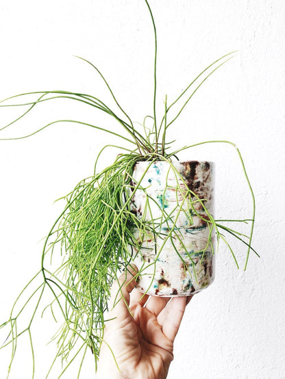 Rhipsalis Potted in Splatter Ceramic