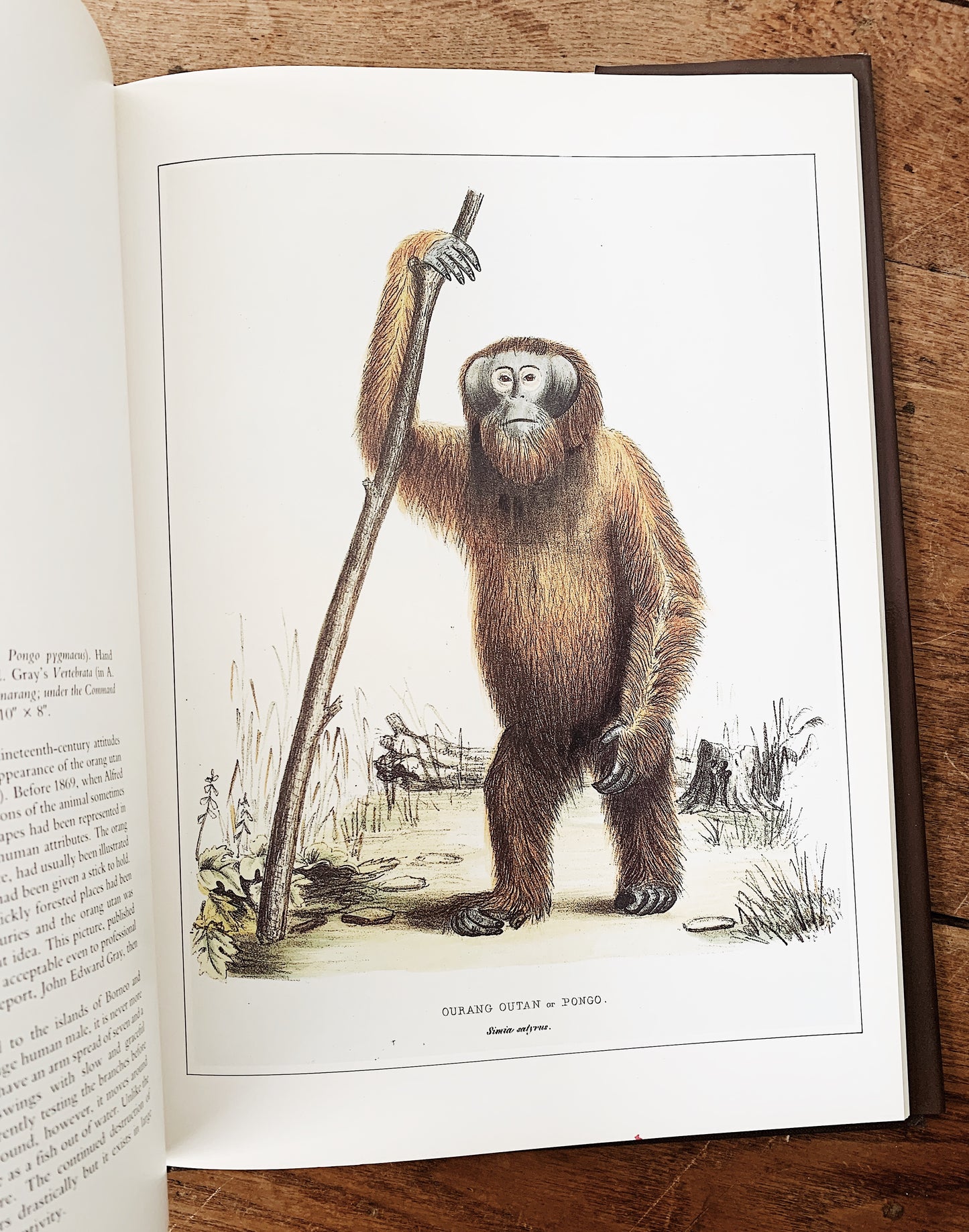 Vintage Classic Natural History Prints Art Book