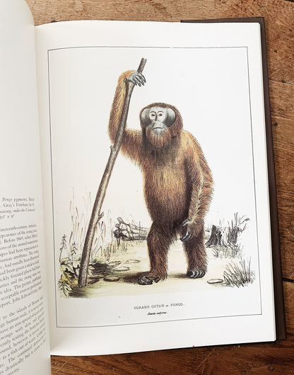 Vintage Classic Natural History Prints Art Book