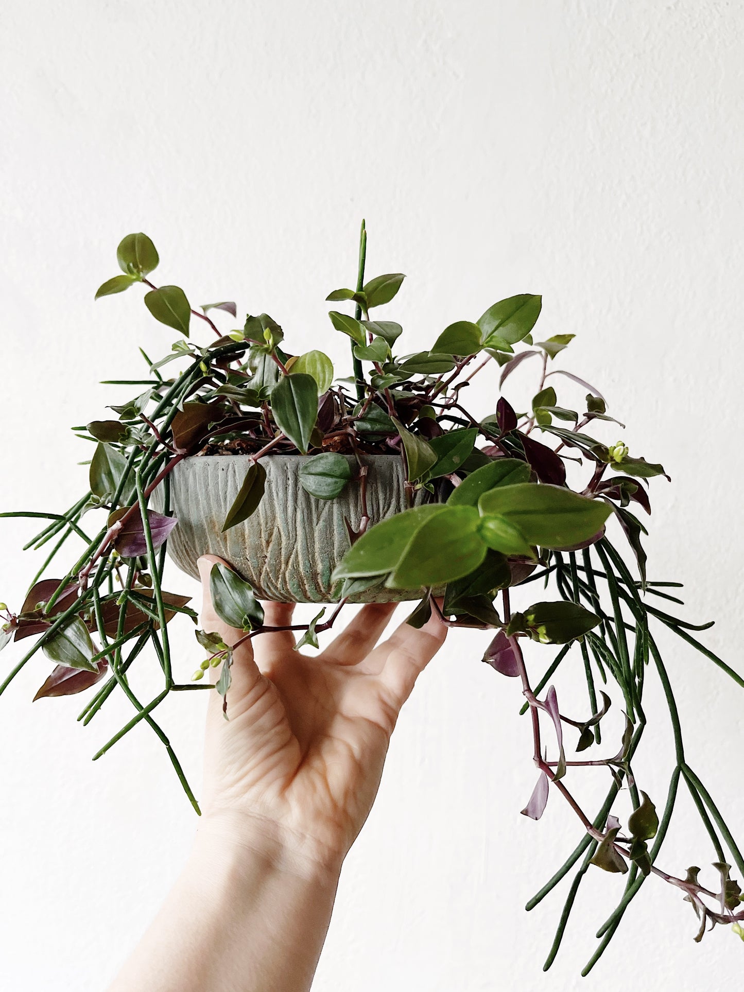 Potted Rhipsalis Garden