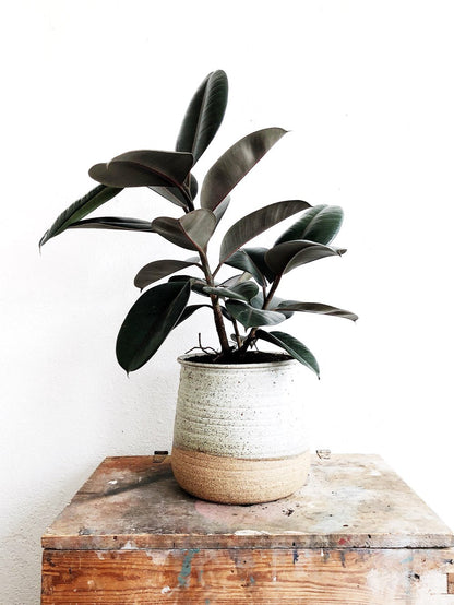 Ficus Elastica in Handmade Stoneware Pot