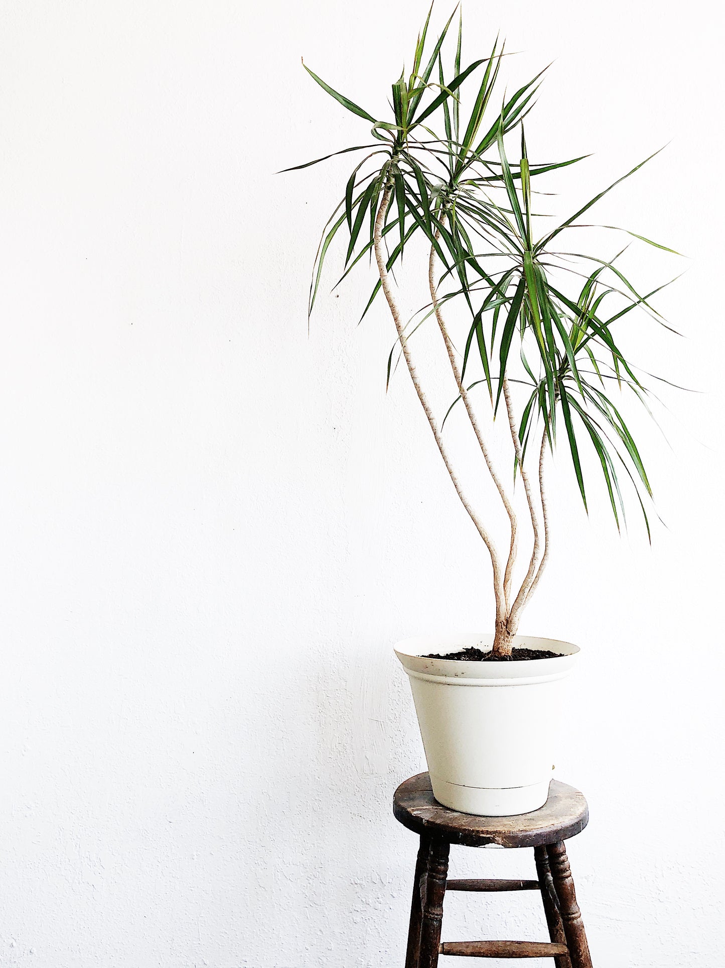 Large Dracaena Palm