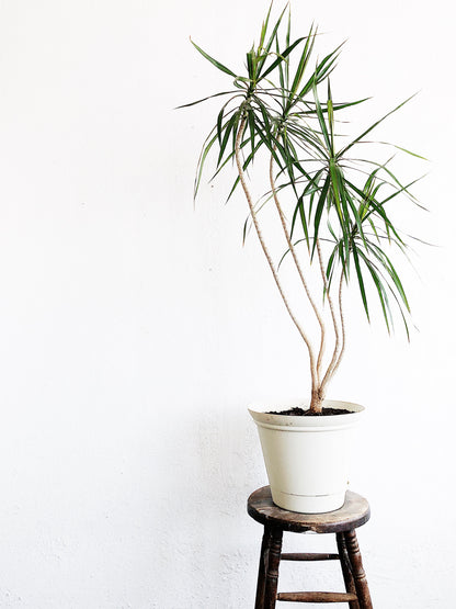 Large Dracaena Palm