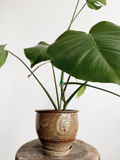 Large Potted Split Leaf Philodendron