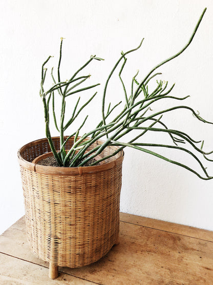 Oversized Bamboo Floor Planter