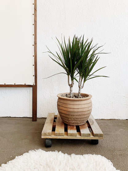 Mid Sized Potted Dracaena