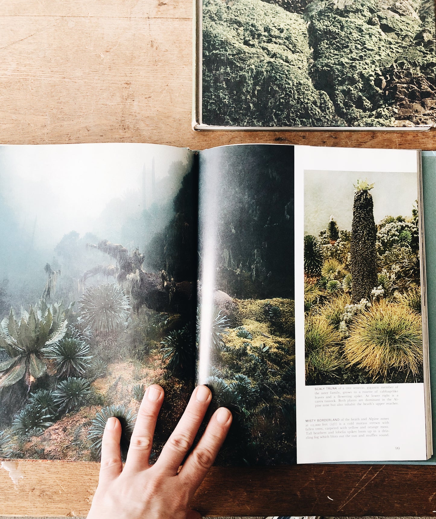 Vintage Natural History Book Collection