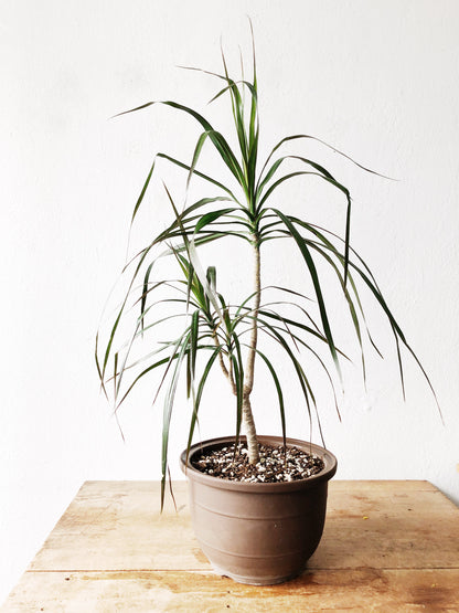 Potted Dracaena Palm