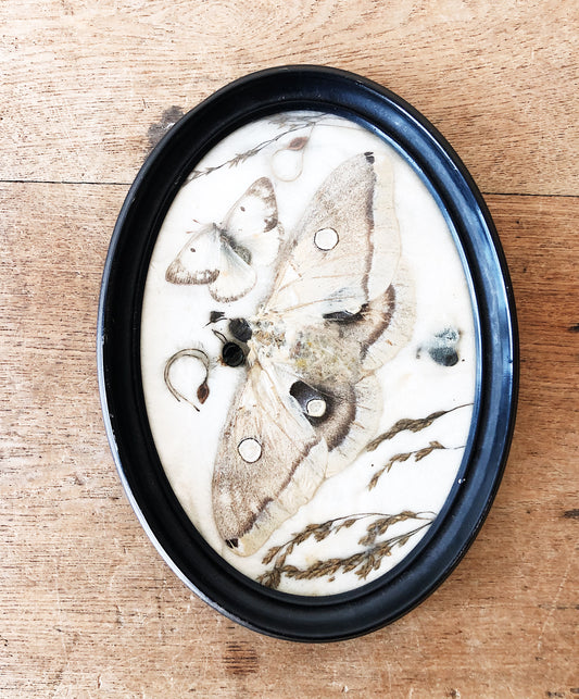 Sweet Vintage Pressed Moth