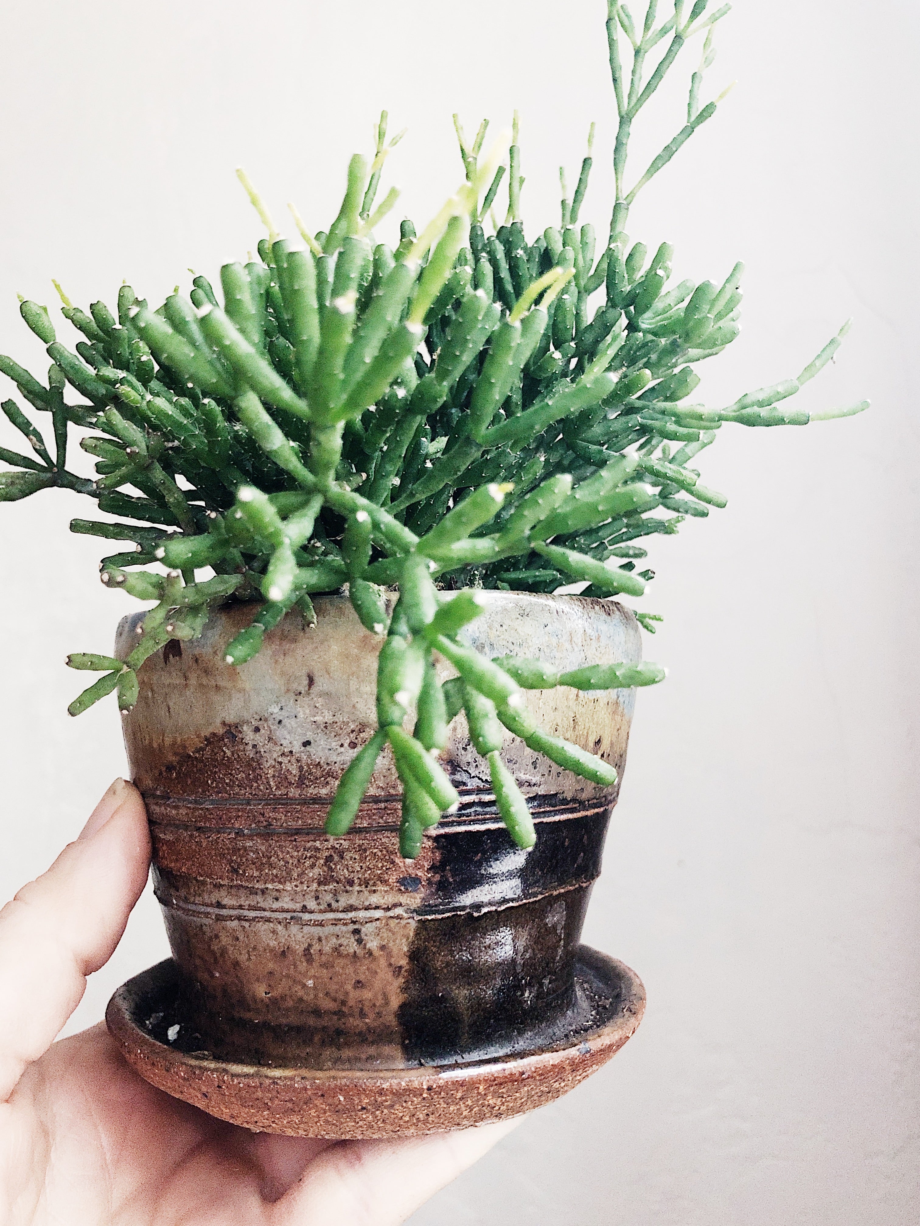 Hatiora Salicornioides in Vintage Pottery