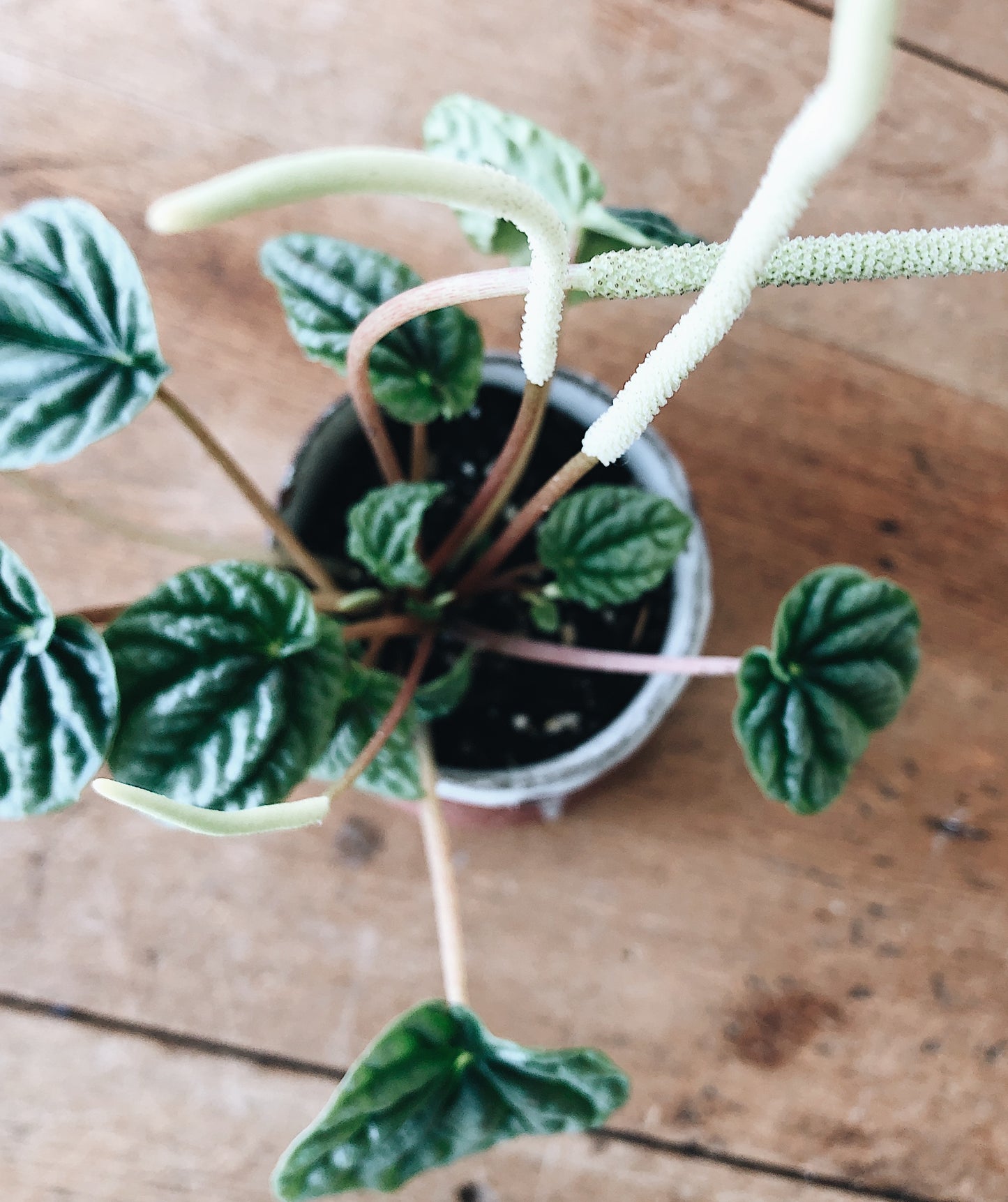 Pepperomia in Handmade Ghost Dancer Pot