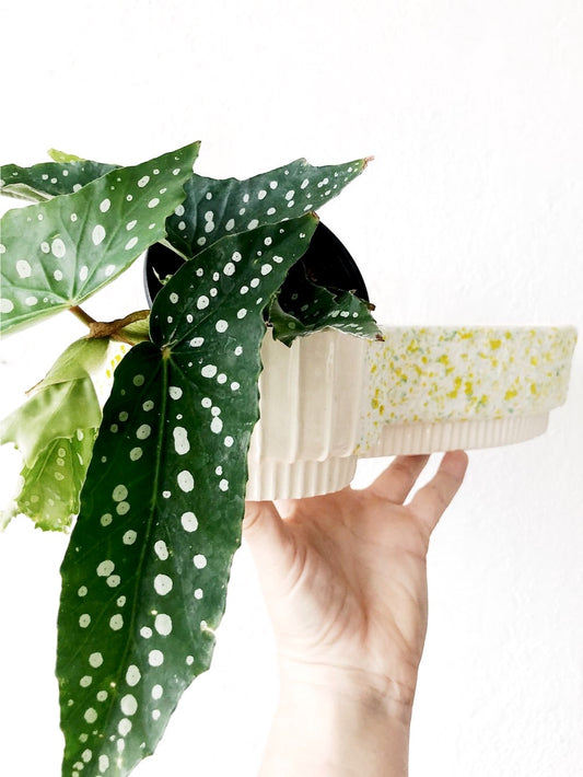 Mid Century Lava Planter