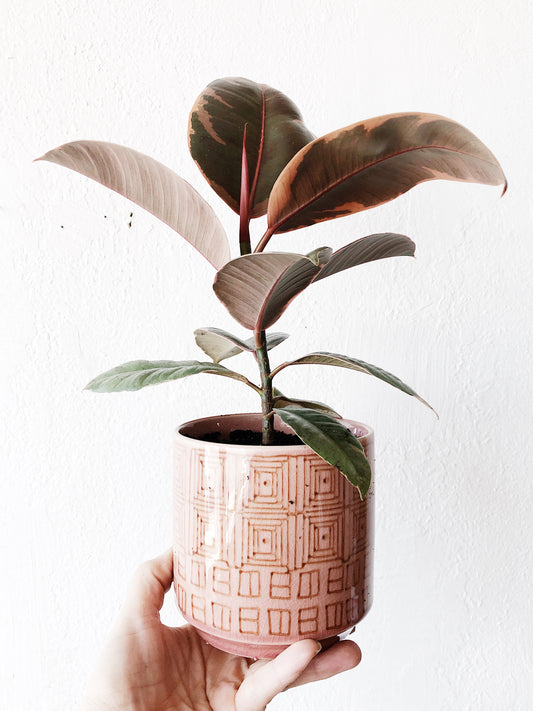 Ruby Ficus Elastica in Ceramic
