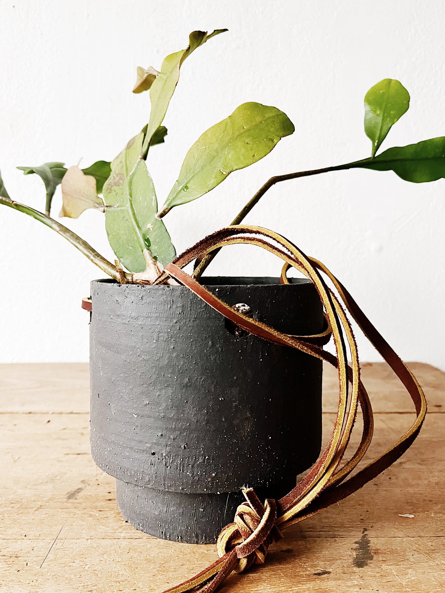 Night Blooming Cereus in Modern Ceramic