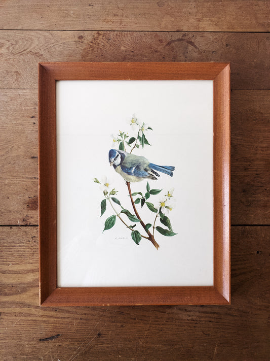 Vintage Illustrated Framed Bird Print by A. Marlin