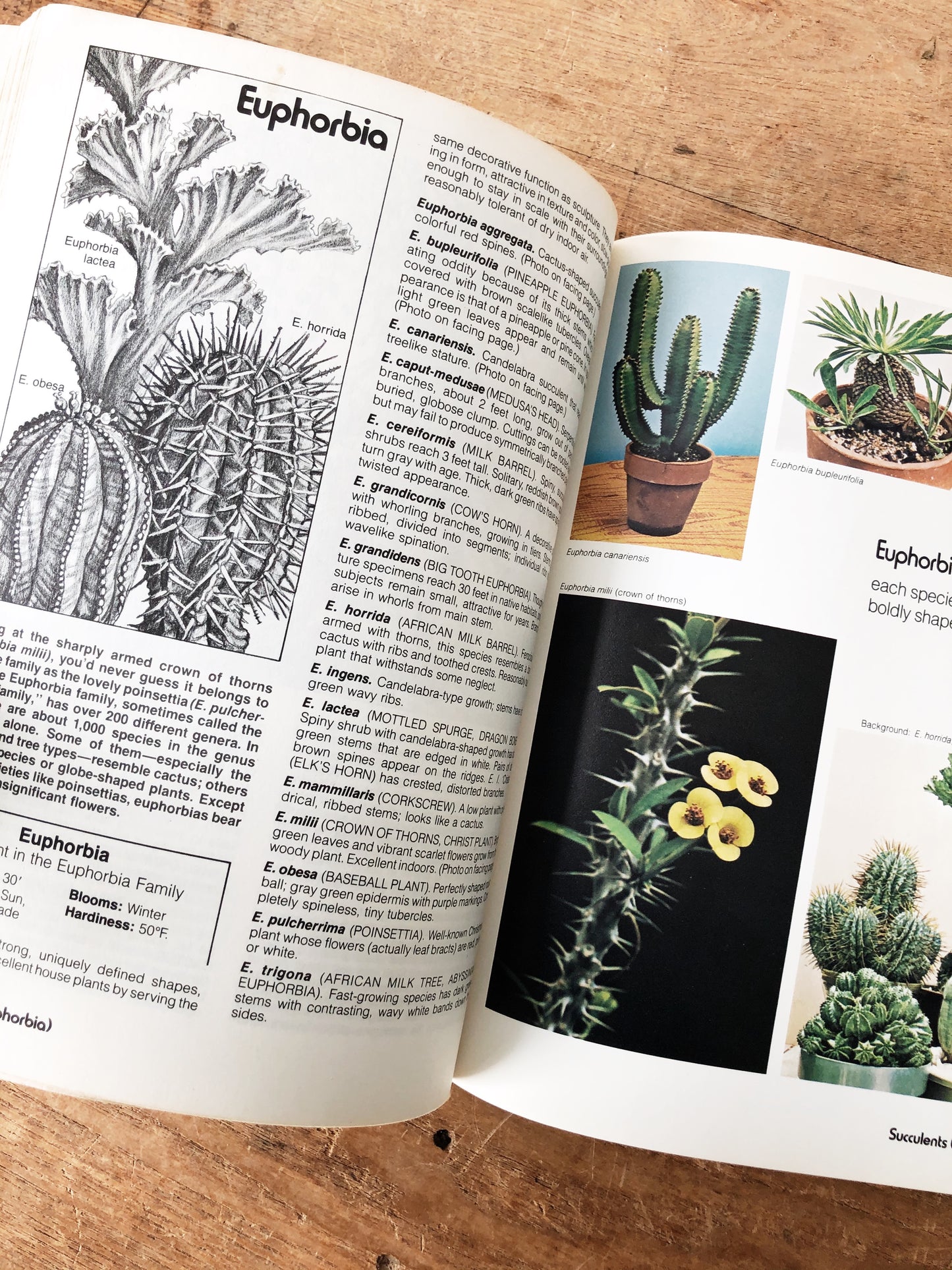 Vintage Succulent Planter and Book