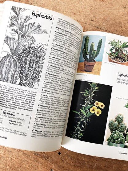 Vintage Succulent Planter and Book